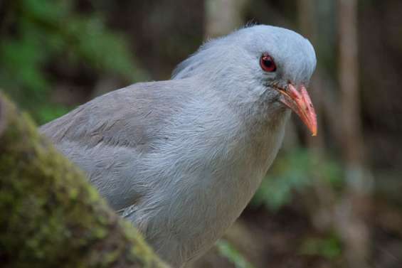 Les chasseurs abattent les chiens qui tuent les cagous