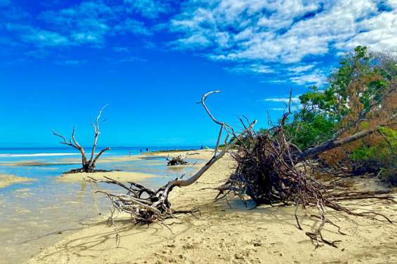 [VIDÉO] Comment sauver les forêts de nos îlots ?