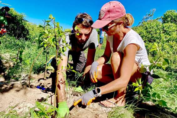 Comment sauver les forêts des îlots ?