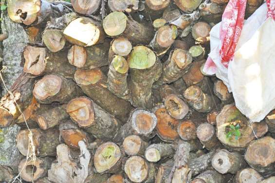 La coupe de santal autorisée au Wetr