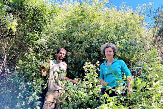 L'herbe du Laos, nouveau fléau environnemental à l'assaut du Caillou