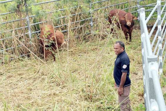 Les taureaux en quarantaine ne partiront pas pour Papeete