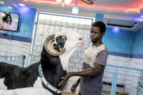 Les béliers géants, stars de la Tabaski