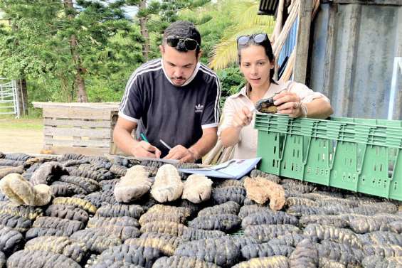 [VIDÉO] Les holothuries sous haute surveillance
