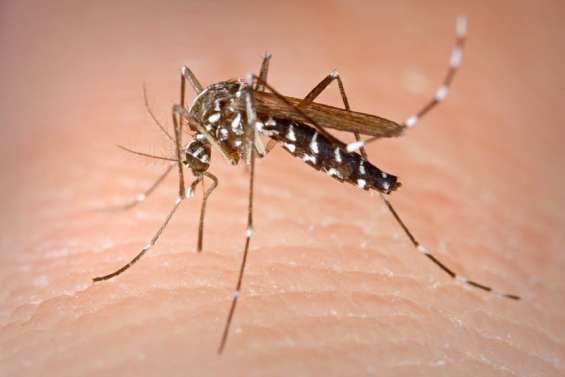 Comment les moustiques choisissent leurs proies