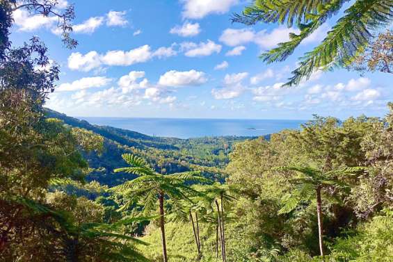 Une semaine écocitoyenne pour nettoyer Poindimié
