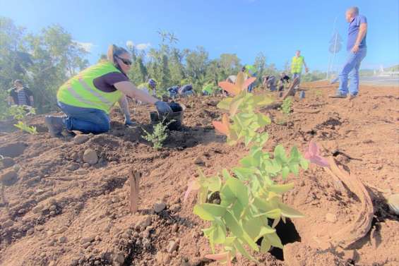 750 arbres plantés à l'entrée de la route du Golf
