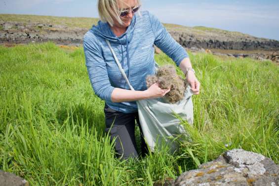 En Islande, le trésor des plumes les plus chères du monde