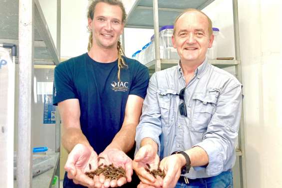 Et si on nourrissait nos animaux avec des larves de mouche ?