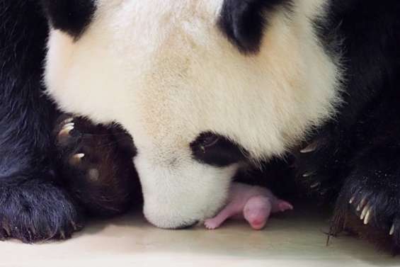 Zoo de Beauval : les jumeaux pandas sont nés