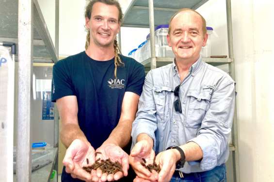 [VIDÉO] Nos animaux bientôt nourris grâce aux larves de mouche ?