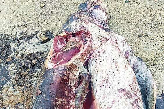 Un dugong tué par des braconniers à la plage de Gouaro