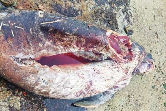 Un dugong tué par des braconniers