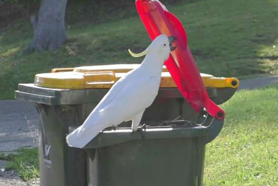 Rien n'arrête les cacatoès