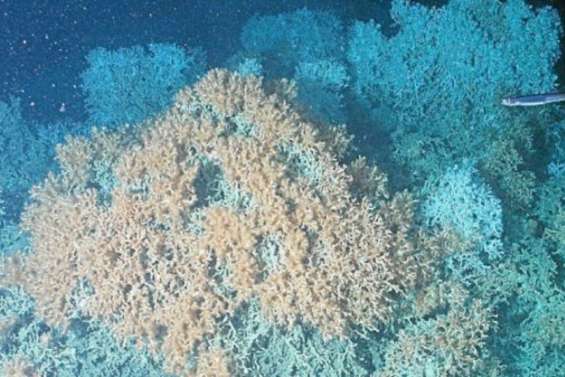 En Bretagne aussi, les coraux sont en danger