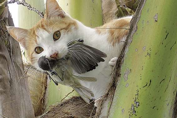[Gros plan] Cerf, rainette, Miconia... les envahisseurs sont là