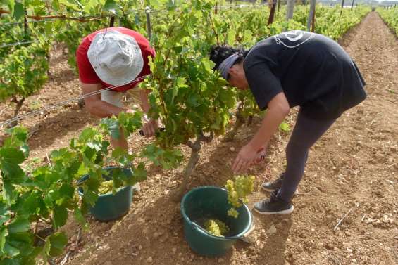 Les premières vendanges ont débuté dans l'Aude