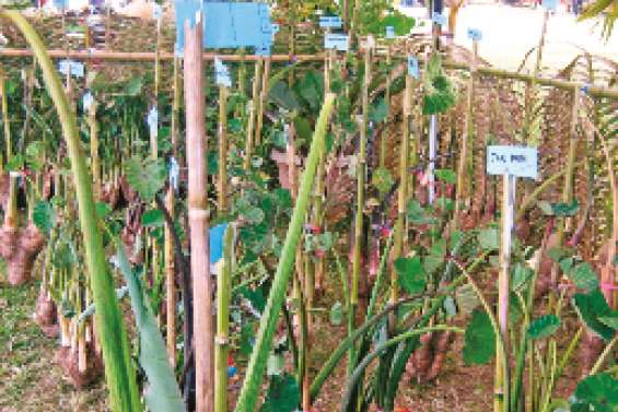 Mia fête le taro ce week-end