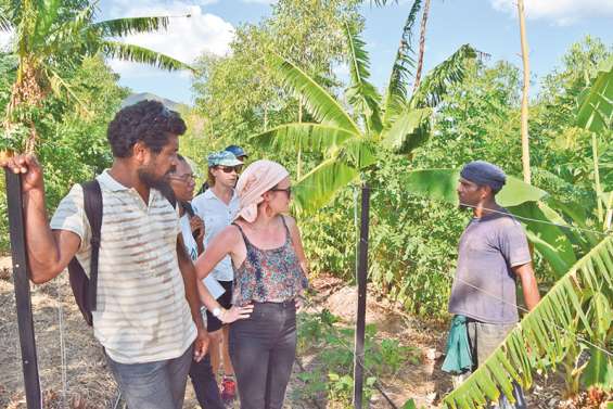 L’agroforesterie : un retour aux sources du champ traditionnel océanien