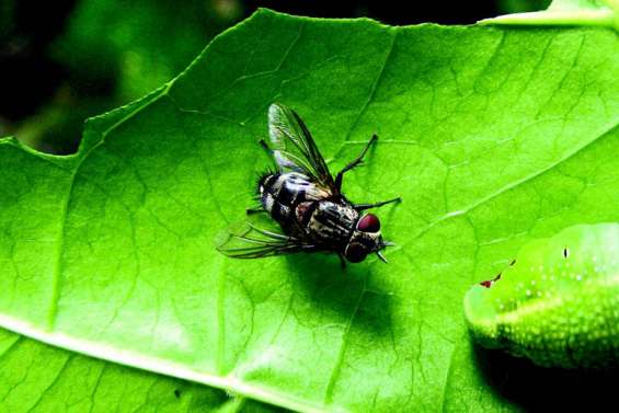 Prolifération de chenilles Sphinx rares observée à Gadji