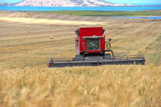 À Bouraké, le temps de la moisson
