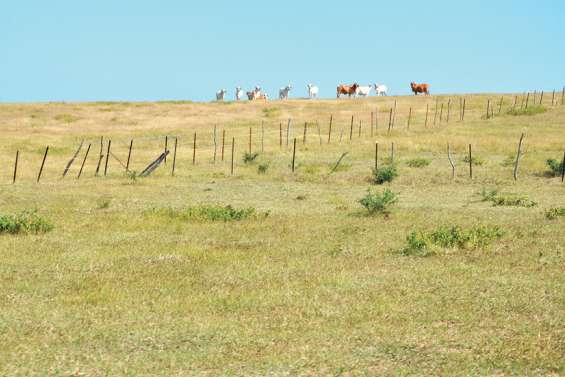 La relance de l’agriculture passe à la Maison bleue