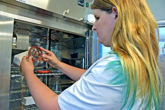 Les plantes calédoniennes deviendront-elles l’ennemi de l’anthracnose ?