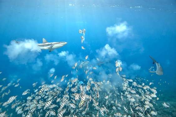 Les merveilles du monde sous-marin, un trésor à admirer et à préserver