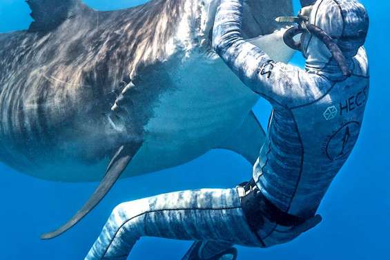 Pierrick Seybald, l’apnéiste qui endort les requins-tigres