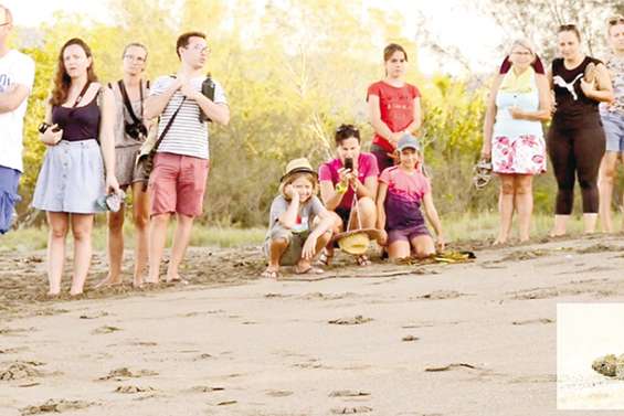 [VIDÉO] À la Roche Percée, l’éclosion des œufs de tortues marines attire toujours autant