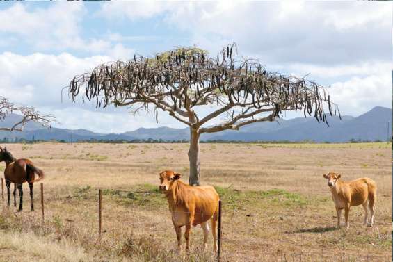 Le plan sécheresse de l’Agence rurale en vigueur le 15 octobre