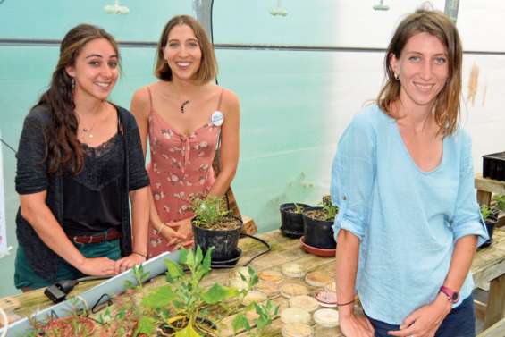 Des « plantes du futur » sous la serre de Boulari