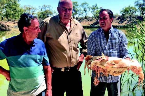 Un million de poissons d’eau douce trouvés morts