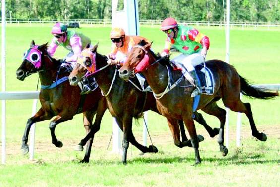 Les poulains sont mis à l’honneur samedi à La Foa