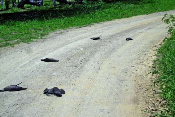 Encore un massacre de puffins à Poé