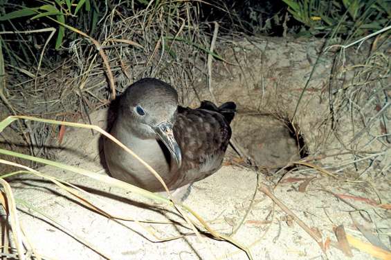 La saison des échouages massifs de pétrels et de puffins a démarré