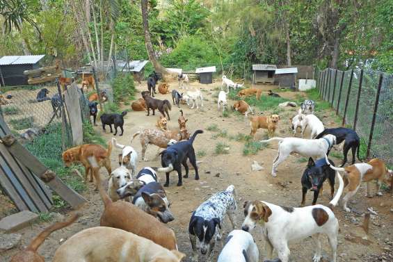 Une tombola pour financer un refuge animalier