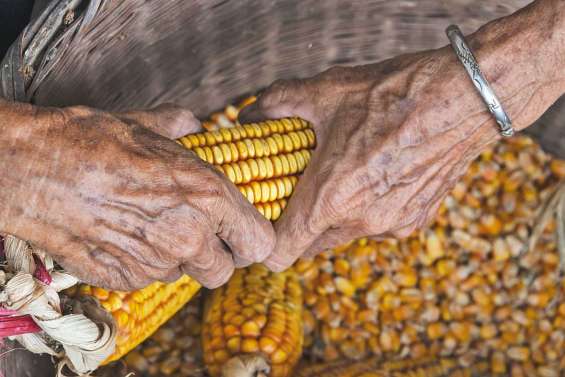 Vers une interdiction totale des OGM fin 2016