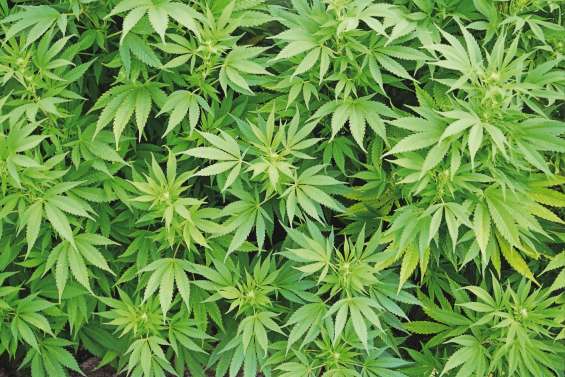 Ils trafiquaient du cannabis  pour assurer le quotidien