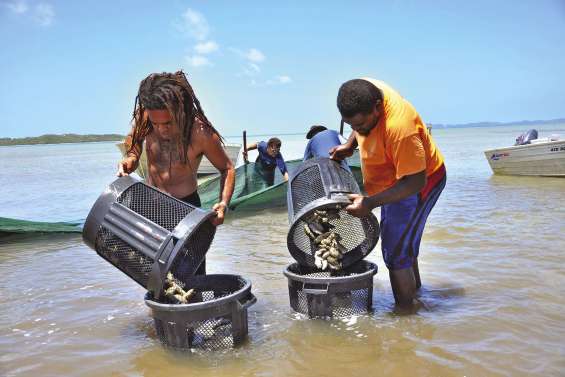 La filière bêche-de-mer  va-t-elle enfin décoller ?