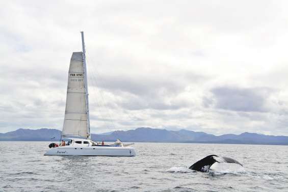 L’observation des baleines, mais pas à n’importe quel prix
