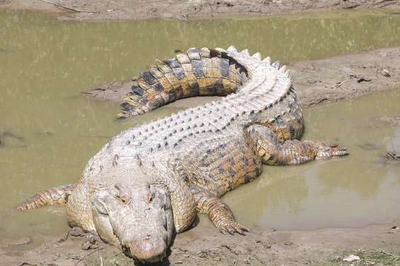 Attaque de crocodile : sauvé de justesse