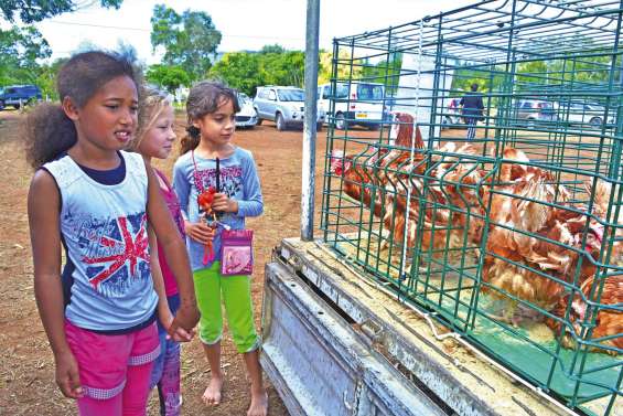 Un marché bien rempli à La Tamoa