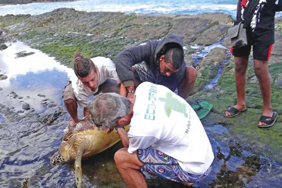 Tous mobilisés pour sauver Marvin la tortue