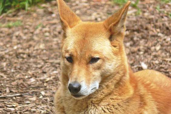 Le scandale des dingos tueurs empoisonnés