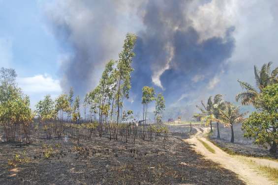 De jeunes ambassadeurs  pour la prévention des feux