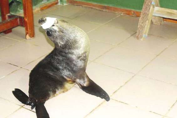 La complainte du phoque