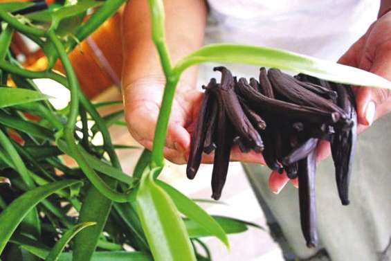 La Polynésie veut protéger sa vanille