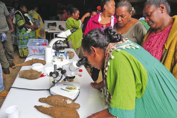 Les agriculteurs apprennent  à protéger leurs cultures