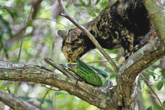 Zoom sur un super-prédateur qui pèse sur la biodiversité